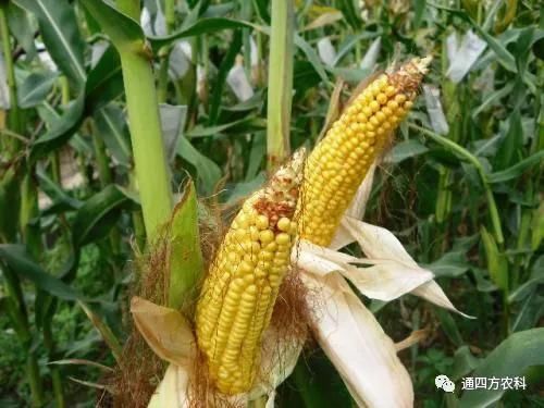 ���׶d���c�՗U��ԭ����