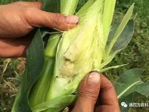 ���׶d���c�՗U��ԭ����