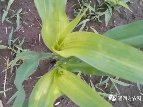 ���הQ����ô�k����ץ�o��Q��Ӱ푮a(ch��n)��!!!